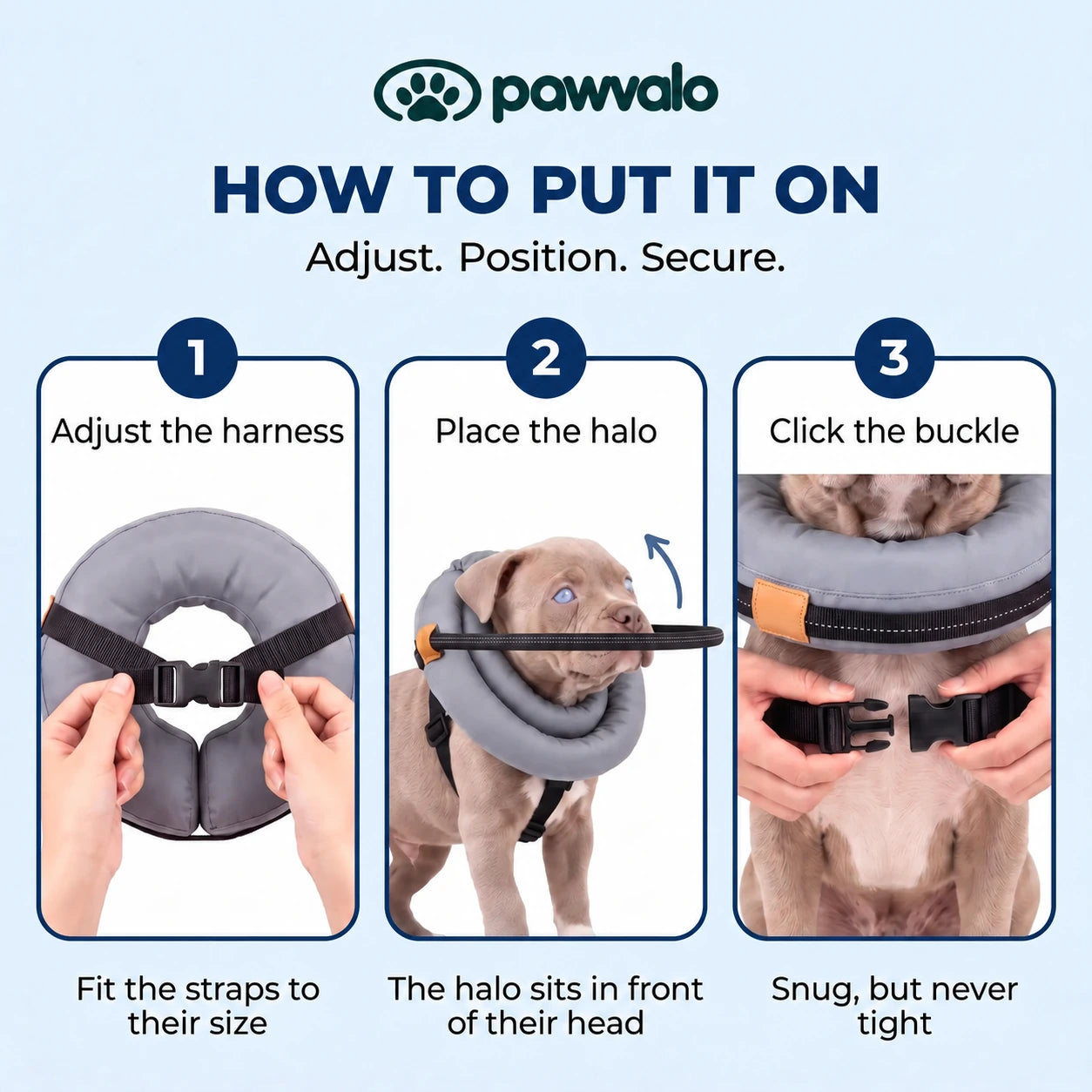 How to put on Pawvalo: adjust the harness, position the halo and secure the buckle
